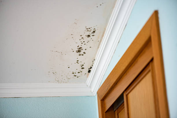 Mold Removal Process in New Philadelphia, OH