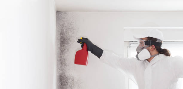 Trusted New Philadelphia, OH Mold Removal Experts