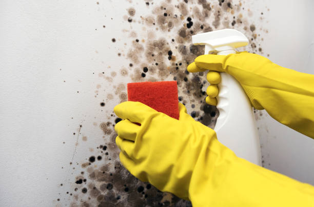 Best Commercial Mold Removal  in New Philadelphia, OH